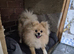 Pomeranian female 7 months old ready now