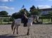 Perfect Allrounder 14.2 8y/o Connemara gelding