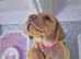 LABRADOR PUPPIES !!AMAZING CHUNKY PUPPIES
