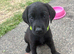 KC Reg Labrador Puppies