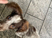 Cocker spaniel bitch