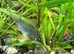 Emerald Cory Splendens age 1.5 years, size 4-6 cm. Fast delivery within mainland UK.