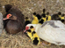 Muscovy hatching eggs