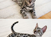 Male bengal
