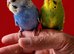 Super silly hand tamed baby budgies