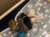 F1 Adorable Maltipoo puppies