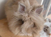 Gorgeous lionhead boy
