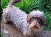 Chichi X miniature Wirehaired Dachshund puppies DNA health checked stud