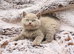 2 lilac British shorthair kittens available to reserve
