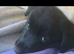 Collie x lab