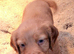 Cocker Spaniel puppy