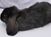 Cute French x Mini Lop Ready to Go!!!