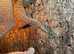 Kimberley Rock Monitor PROVEN PAIR