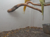 Bonded pair Indian ringnecks