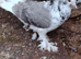 pigeons