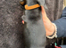 Beautiful dachshund puppies