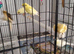 Beautiful Mixed Canaries