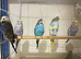 Budgie for sale
