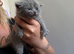 BRITISH SHORT HAIR KITTEN LAST BOY LEFT