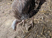 Turkeys for sale