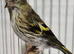 Mutation British ( Siskins ) ONLY now