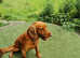 KC Registered Cocker Spaniel Stud