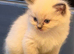 3 kittens 5 weeks old
