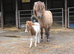 SPSBS registered mini shetland colt foal. SKEWBALD MUSHROOM