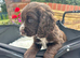 One stunning chocolate girl available