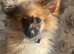 Pomerian for sale