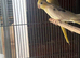 Beautiful Cockatiels
