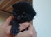 Black boy 9 weeks ready to be rehomed