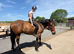 4yo 16hh Connie X TB