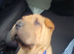 Stunning shar pei