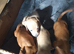 3 boy puppies