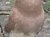 A beautiful pigeons