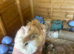 Peruvian Guineapigs