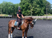 Stunning 15.2hh Hackney gelding, 10 years old, seeking his next loving home.
