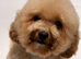 Toy poodle the perfect companion