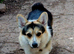 KC Pembroke Corgis