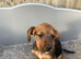 Beautiful litter looking for there forever homes