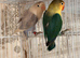 Lovely DNAd Pair of lovebirds available