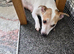 Stunning litter of jack russell puppies