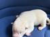 Puppy Siberian husky