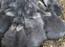 Blue otters mini rex