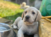 Gorgeous Goldador Puppies only Boy and girl left!!