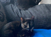Calico female kitten