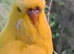 Exhibition Budgie