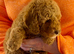 READY NOW! ONLY 2 LEFT! Stunning curly F1b Labradoodles - Health tested parents