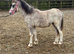 Welsh sec a yearling colt